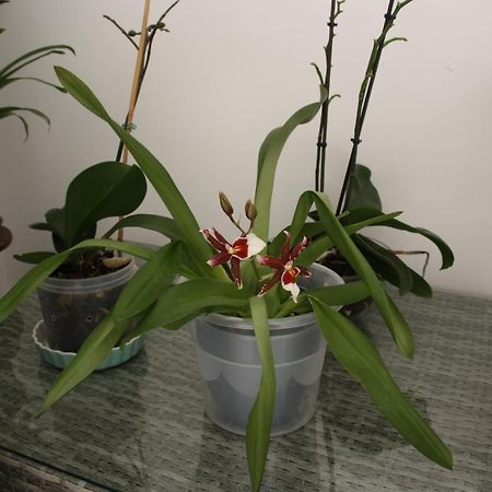 House Of Orchids With Patio Apartment วีลาเรอัลเดซานโตอันโตนิโอ ภายนอก รูปภาพ