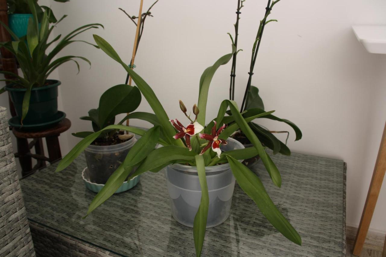 House Of Orchids With Patio Apartment วีลาเรอัลเดซานโตอันโตนิโอ ภายนอก รูปภาพ