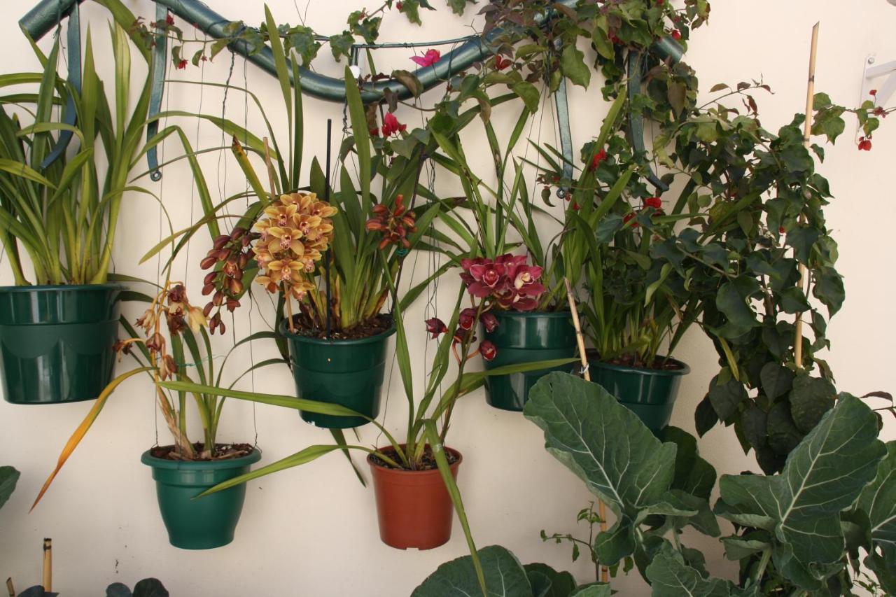 House Of Orchids With Patio Apartment วีลาเรอัลเดซานโตอันโตนิโอ ภายนอก รูปภาพ